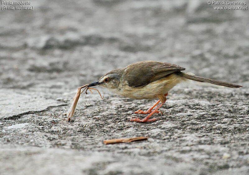 Tawny-flanked Prinia, identification, feeding habits, Behaviour