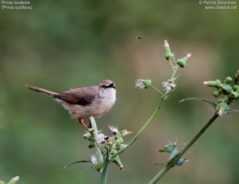 Tawny-flanked Prinia, identification, feeding habits, Behaviour