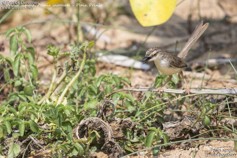 Plain Prinia, identification, habitat