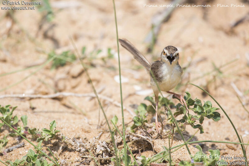 Prinia simple, identification, habitat