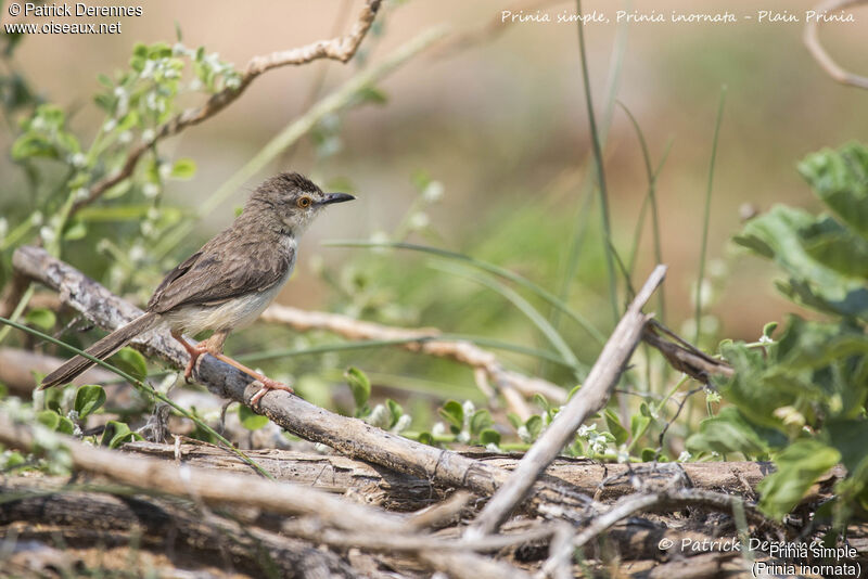 Plain Prinia, identification, habitat