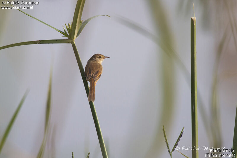 Prinia simple, identification, habitat