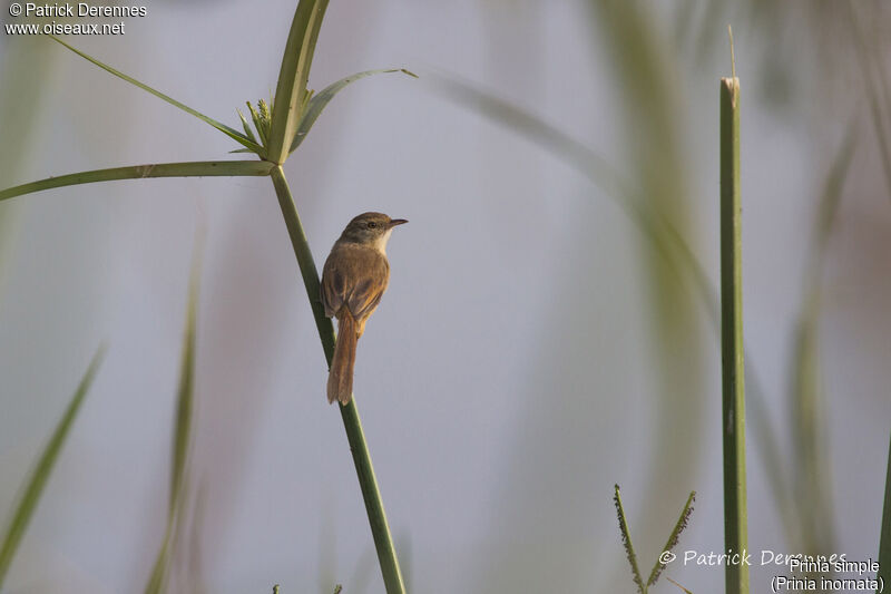 Prinia simple, identification, habitat