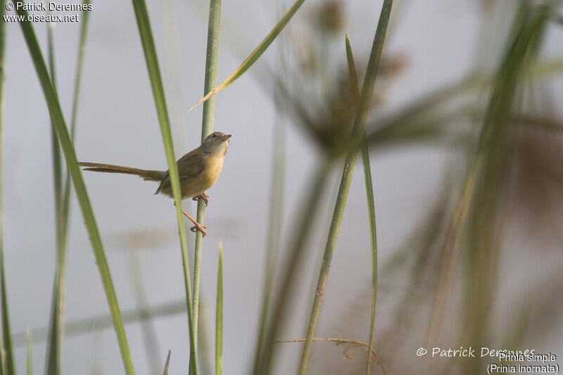 Prinia simple, identification, habitat