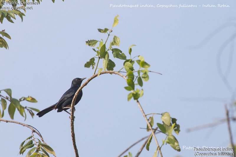 Indian Robin, identification, habitat