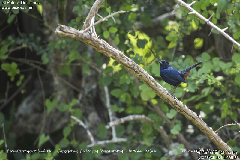 Indian Robin, identification, habitat