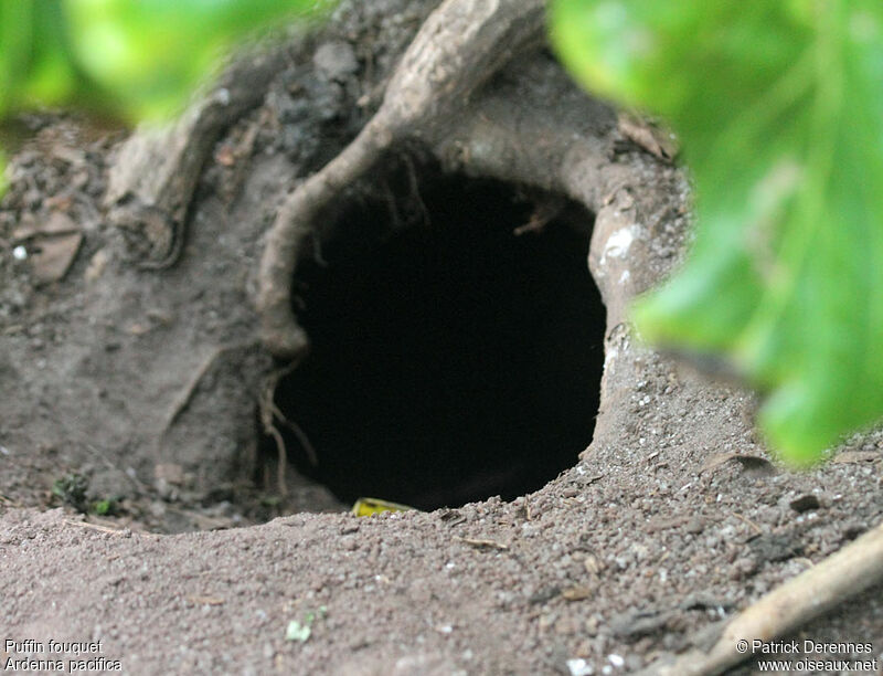 Wedge-tailed Shearwater, Reproduction-nesting