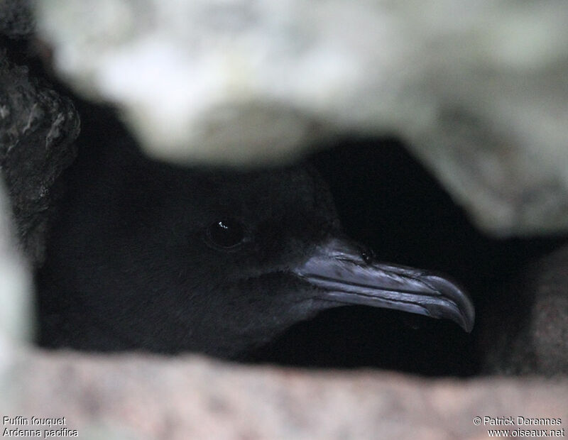 Wedge-tailed Shearwateradult breeding, identification, Reproduction-nesting