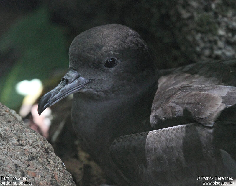 Wedge-tailed Shearwateradult breeding, identification, Reproduction-nesting, Behaviour