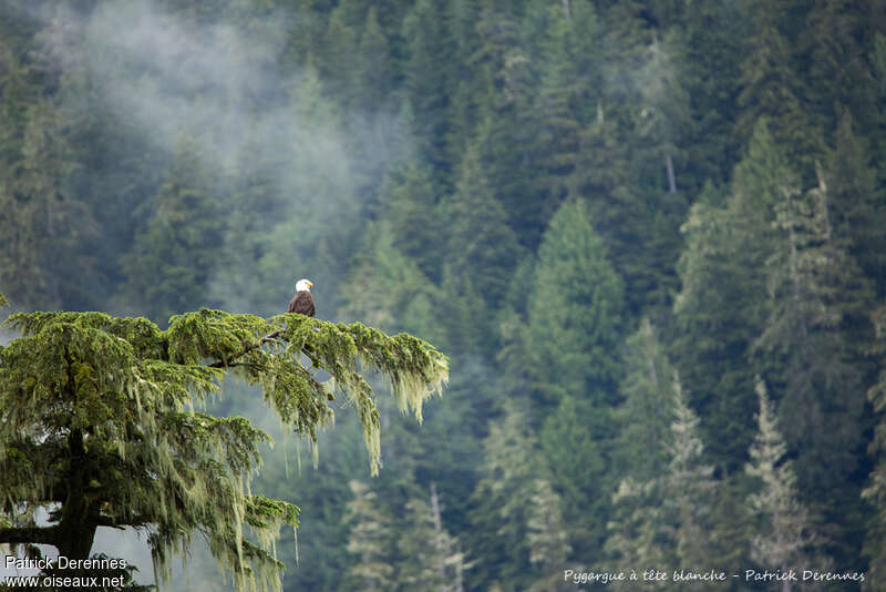 Bald Eagleadult, habitat