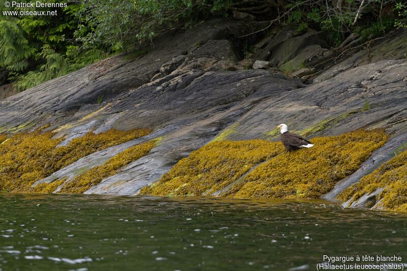 Bald Eagleadult, identification, habitat