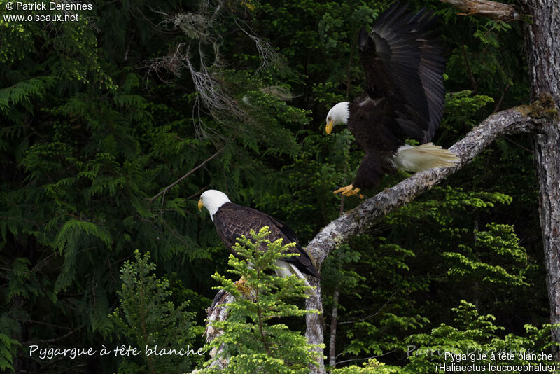 Bald Eagleadult, habitat