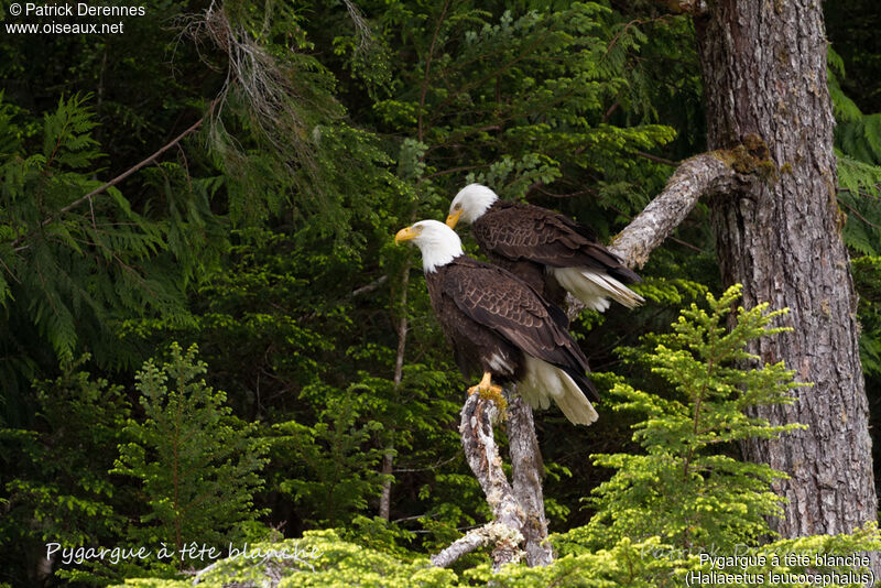 Bald Eagleadult, habitat