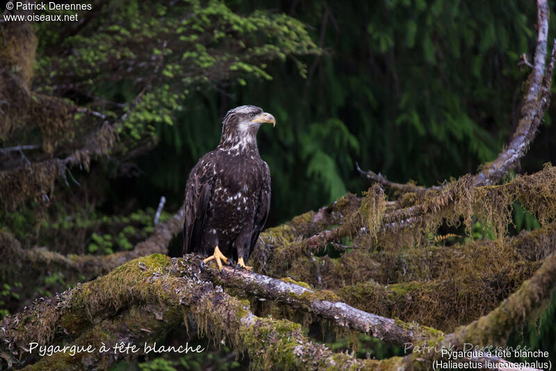 Bald Eagleimmature, identification, habitat