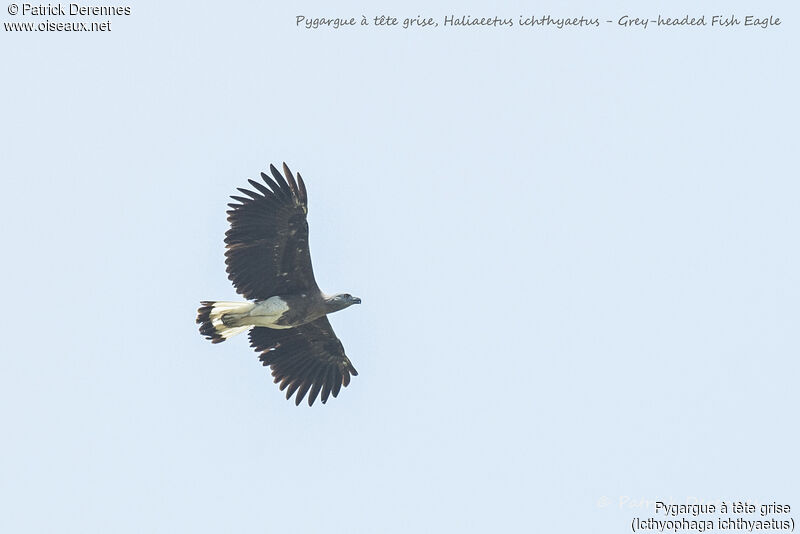 Grey-headed Fish Eagle, Flight