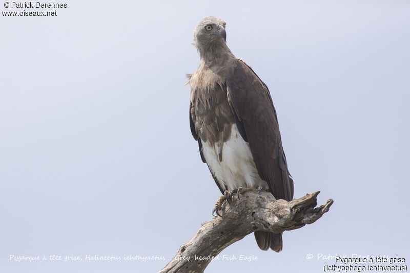 Grey-headed Fish Eagle, identification