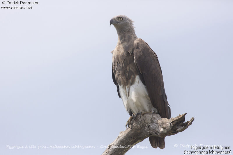 Grey-headed Fish Eagle, identification, habitat