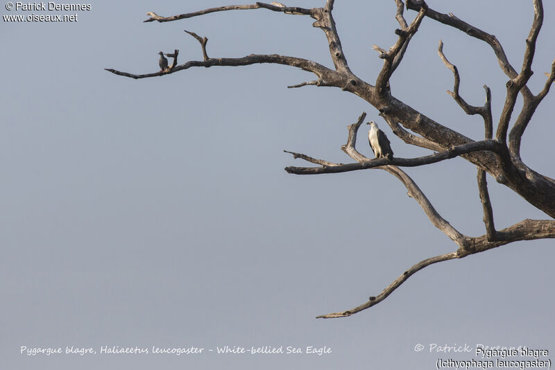 Pygargue blagre, identification, habitat