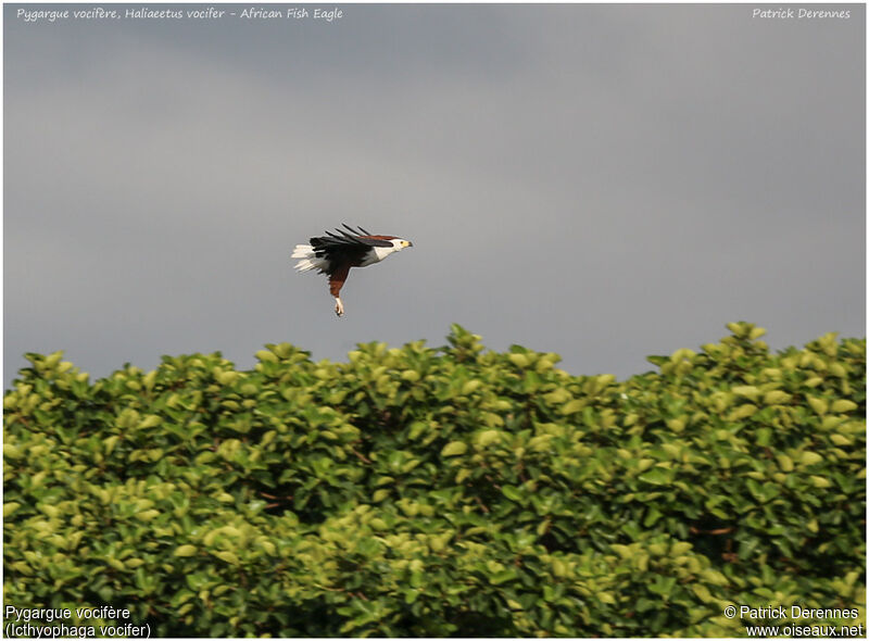 African Fish Eagleadult, identification, Flight, Behaviour