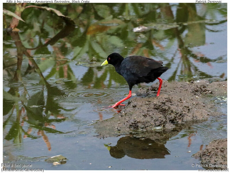 Black Crakeadult, identification