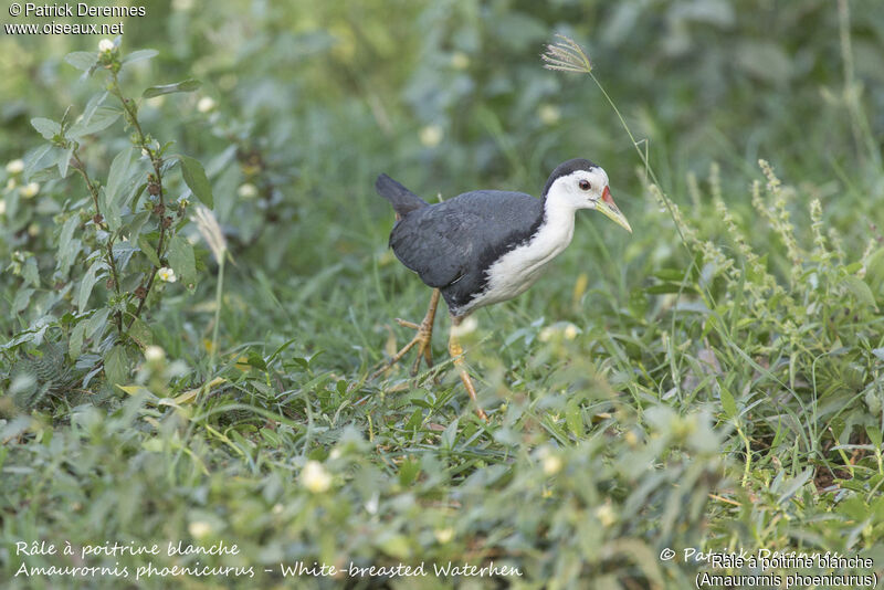 Râle à poitrine blanche, identification, habitat