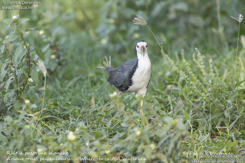 Râle à poitrine blanche, identification, habitat