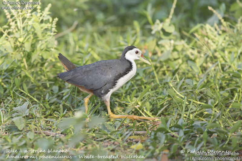 Râle à poitrine blanche, identification, habitat