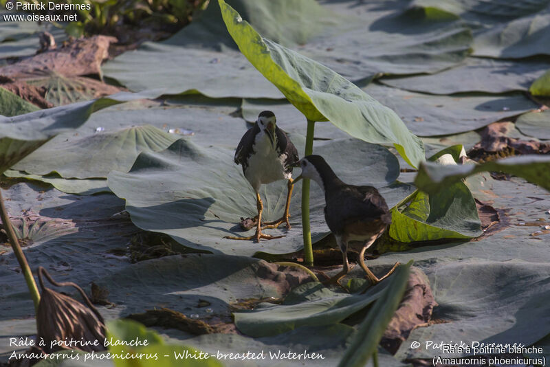 Râle à poitrine blanche, identification, habitat