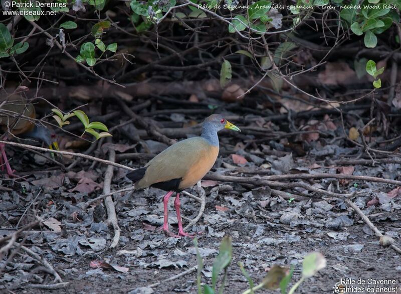 Grey-cowled Wood Rail, identification, habitat