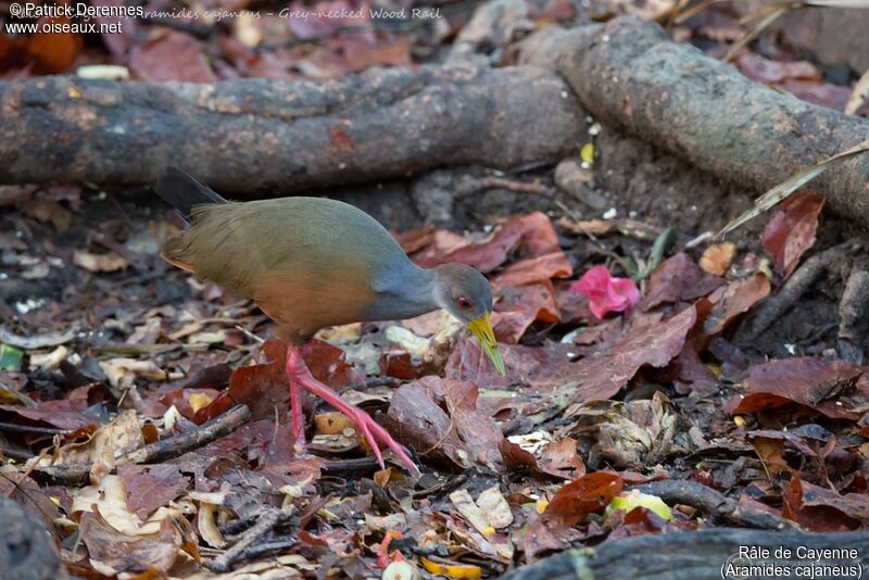 Râle de Cayenne, identification, habitat