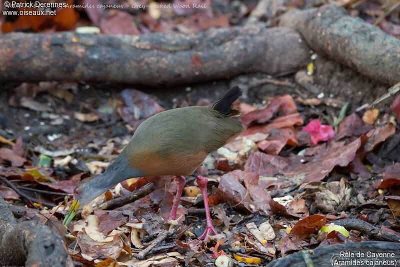 Râle de Cayenne, identification