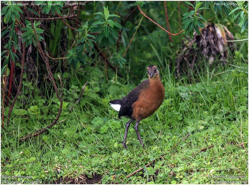 Rouget's Railjuvenile, identification