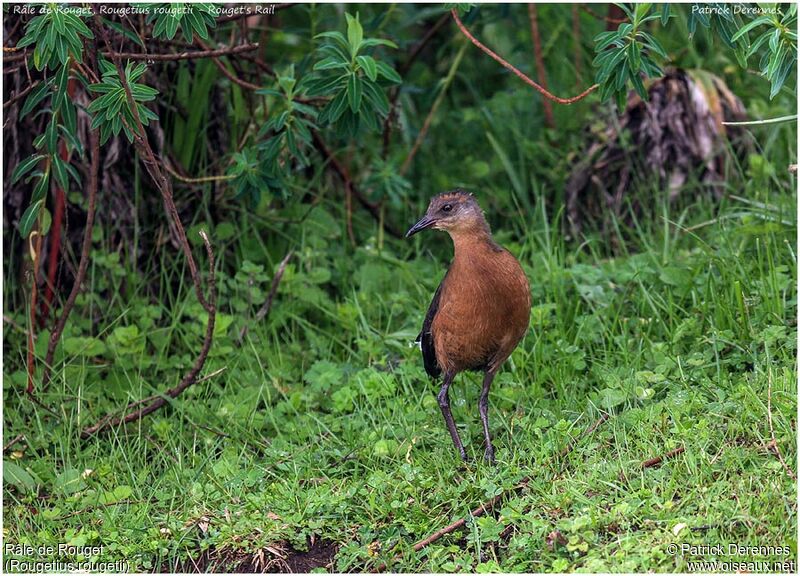 Rouget's Railjuvenile, identification