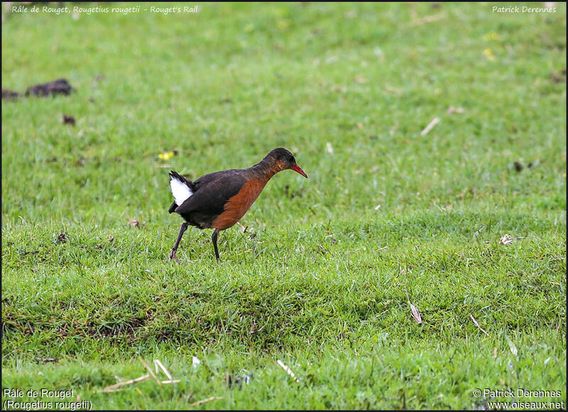 Rouget's Railadult, identification