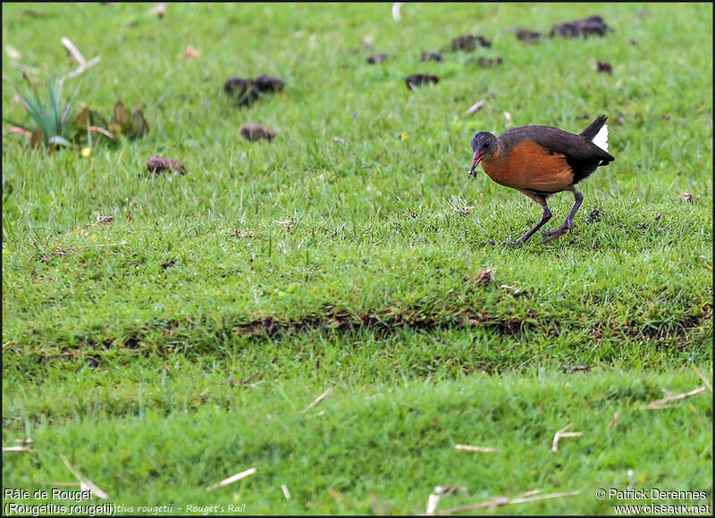 Râle de Rougetadulte, identification, régime