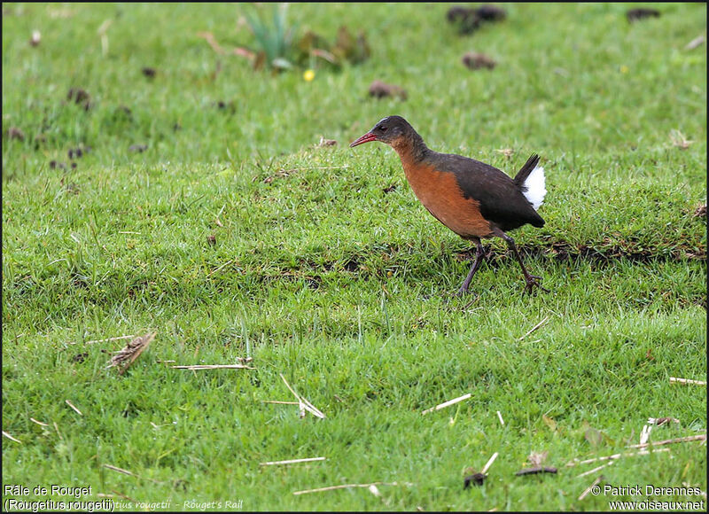 Rouget's Railadult, identification