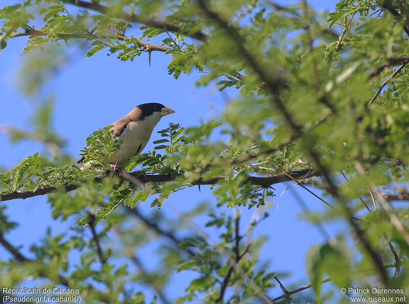 Black-capped Social Weaver male adult, identification