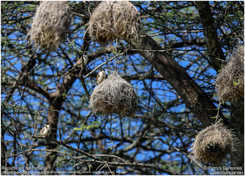 Black-capped Social Weaver male adult, identification, Reproduction-nesting