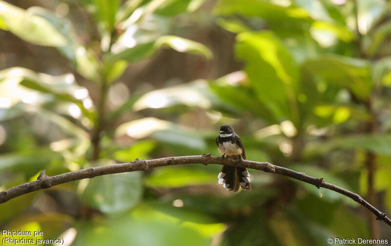 Malaysian Pied Fantail