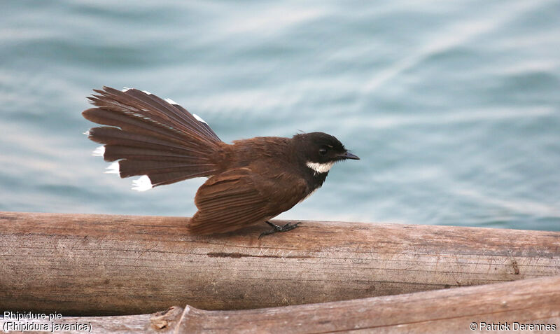 Malaysian Pied Fantail