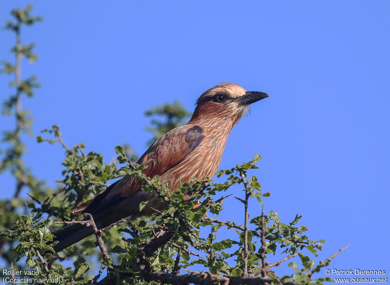 Purple Rolleradult, identification