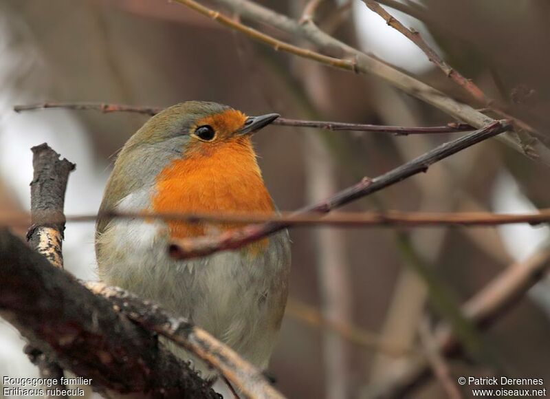 Rougegorge familier, identification