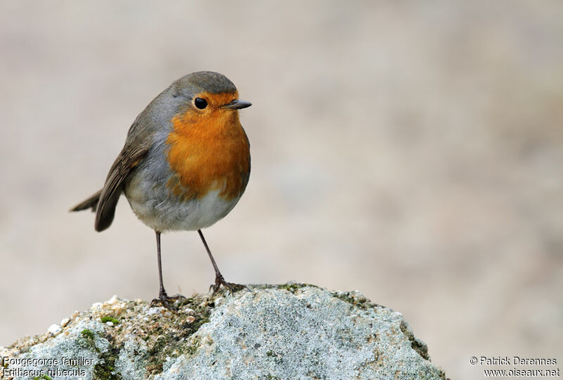 European Robin, identification