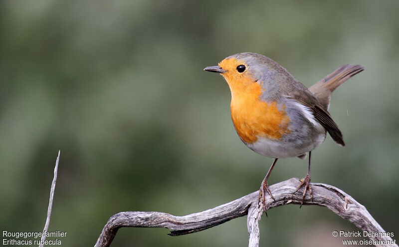 European Robin, identification