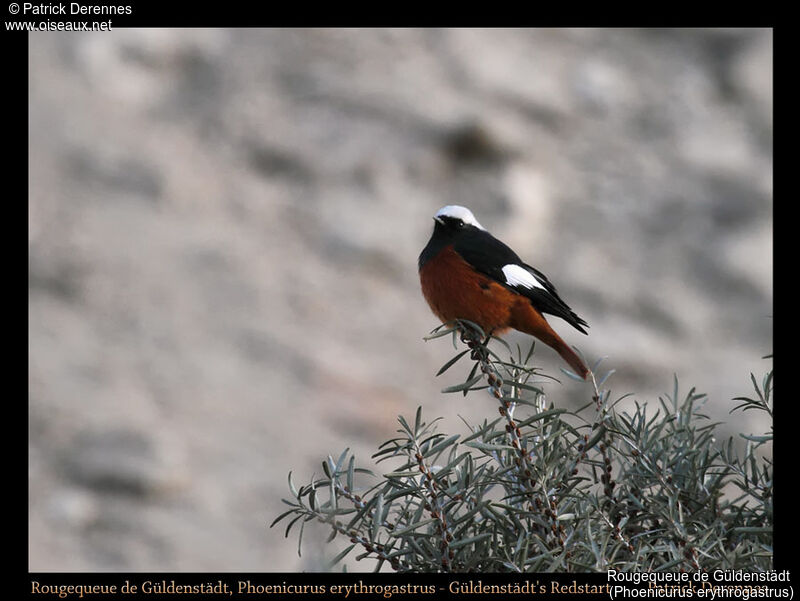 Güldenstädt's Redstart, identification, habitat