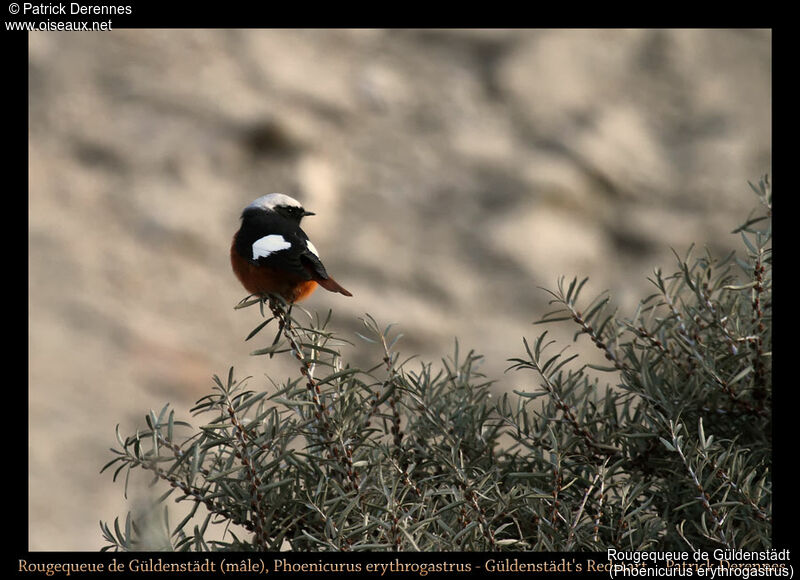 Güldenstädt's Redstart, identification, habitat