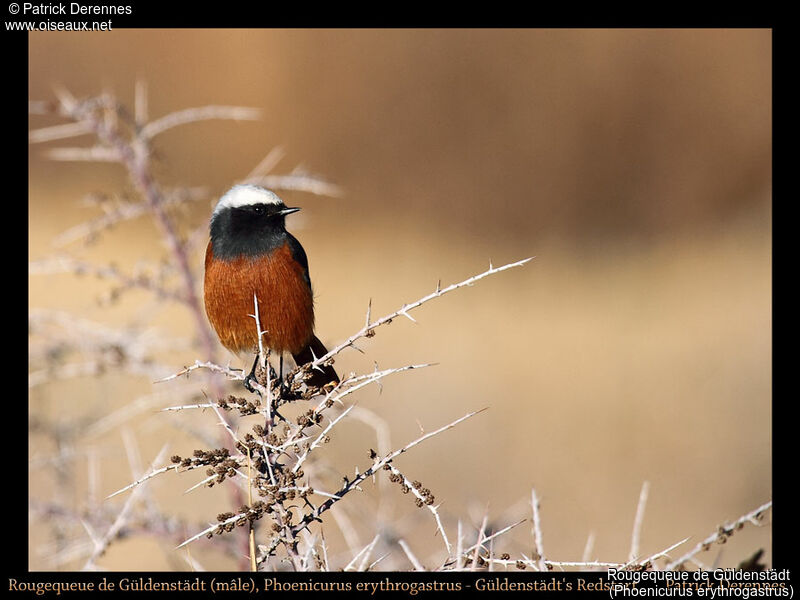 Rougequeue de Güldenstädt, identification, habitat