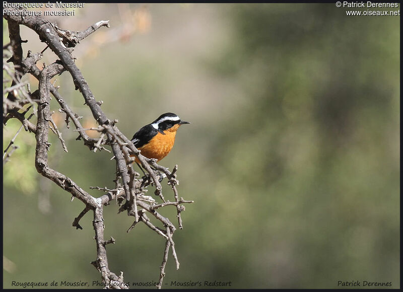 Moussier's Redstart