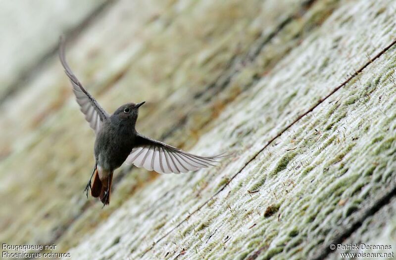 Black Redstart, Flight