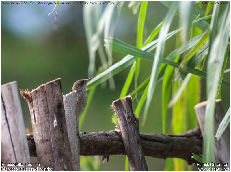 Lesser Swamp Warbler, identification